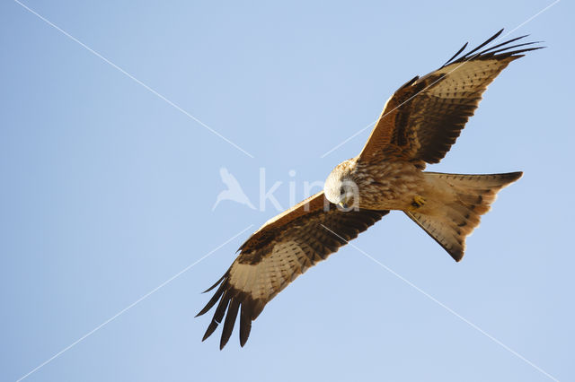 Red Kite (Milvus milvus)