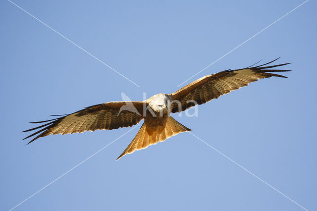 Red Kite (Milvus milvus)