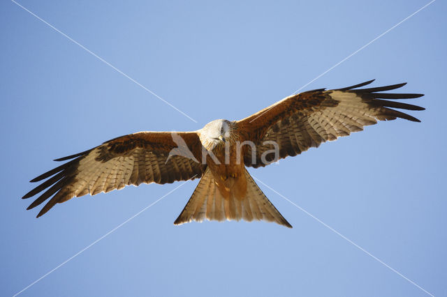 Red Kite (Milvus milvus)