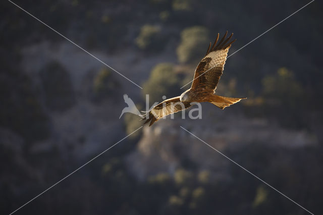 Red Kite (Milvus milvus)