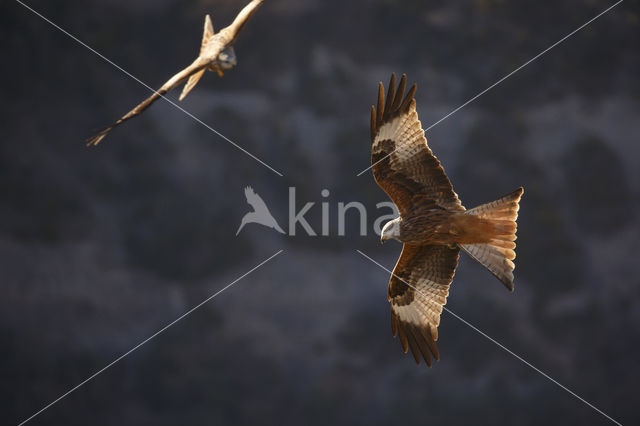 Red Kite (Milvus milvus)