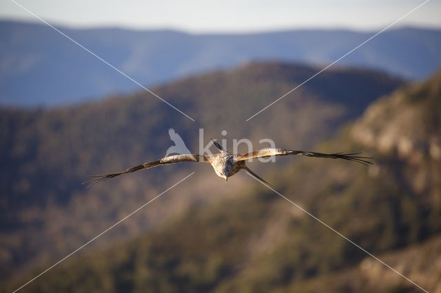 Red Kite (Milvus milvus)