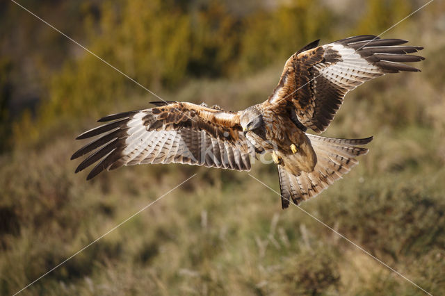 Red Kite (Milvus milvus)