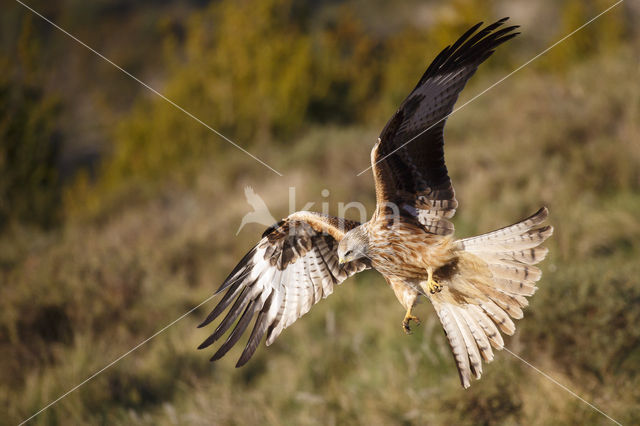 Red Kite (Milvus milvus)