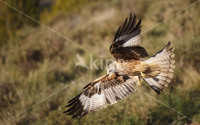 Red Kite (Milvus milvus)