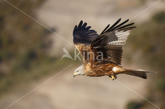 Red Kite (Milvus milvus)