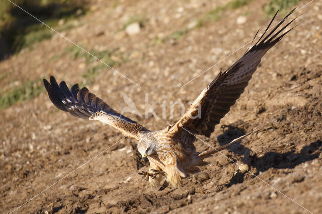 Red Kite (Milvus milvus)