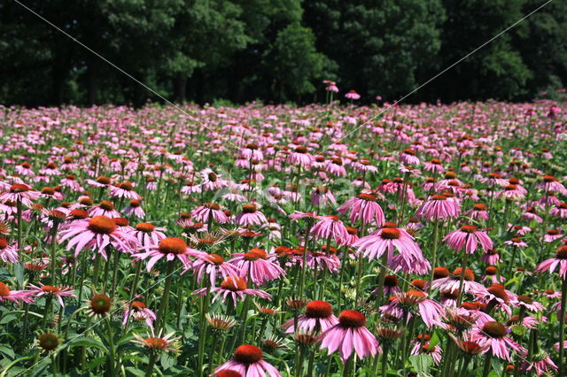 Rode zonnehoed (Echinacea purpurea)