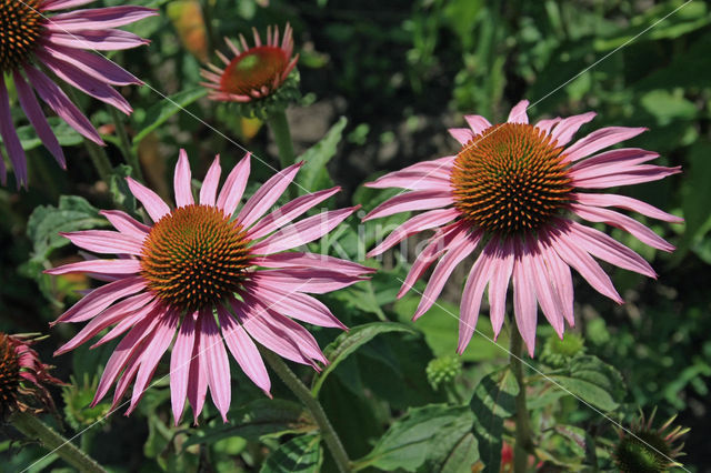 eastern purple coneflower (Echinacea purpurea)