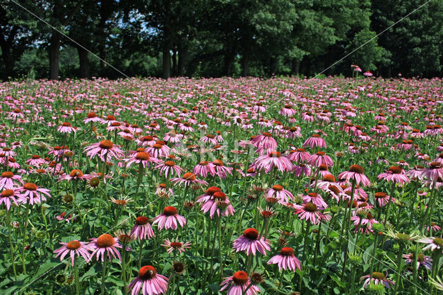 Rode zonnehoed (Echinacea purpurea)