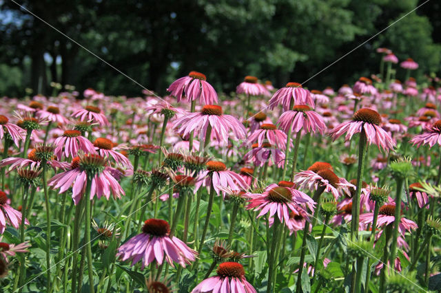 Rode zonnehoed (Echinacea purpurea)