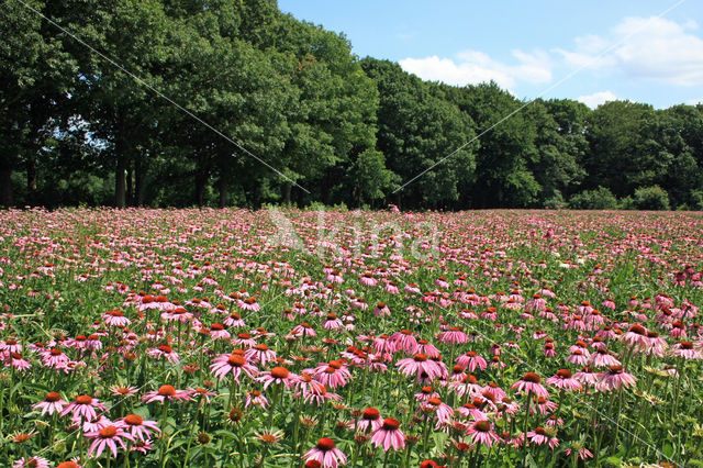 Rode zonnehoed (Echinacea purpurea)