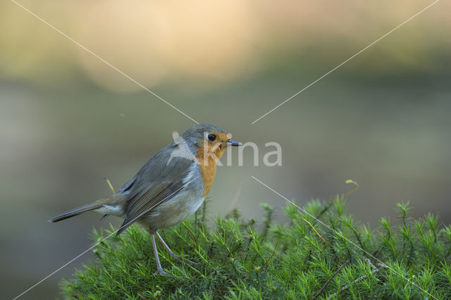 European Robin (Erithacus rubecula)