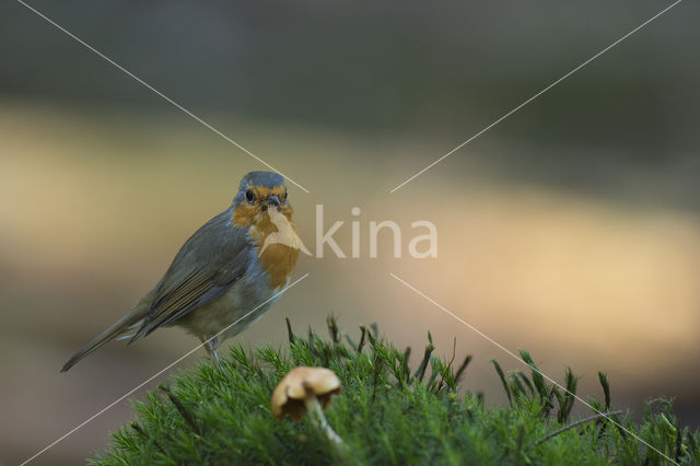 European Robin (Erithacus rubecula)