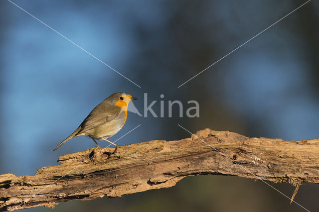 European Robin (Erithacus rubecula)