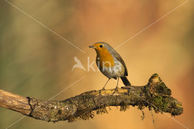 European Robin (Erithacus rubecula)