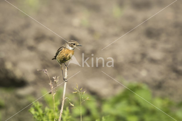 European Stonechat (Saxicola rubicola)