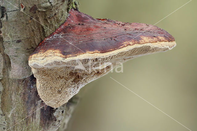 Roodporiehoutzwam (Daedaleopsis confragosa)