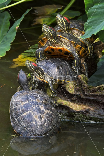 Roodwangschildpad (Trachemys scripta elegans)