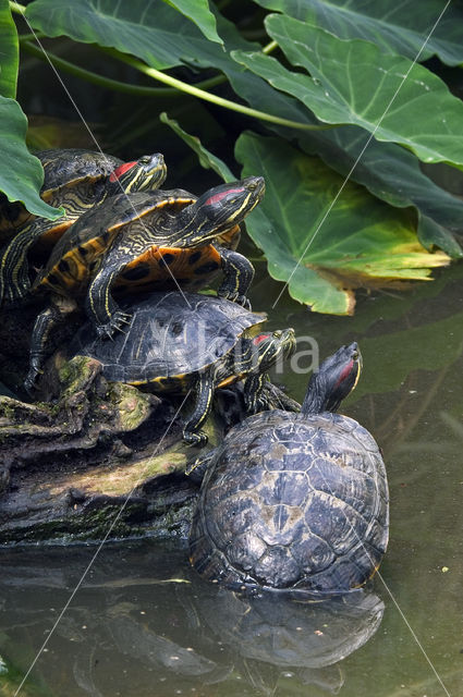 Roodwangschildpad (Trachemys scripta elegans)