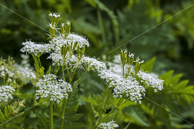 Roomse kervel (Myrrhis odorata)