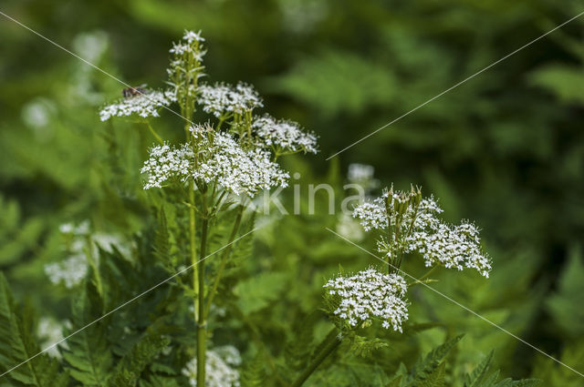 Roomse kervel (Myrrhis odorata)