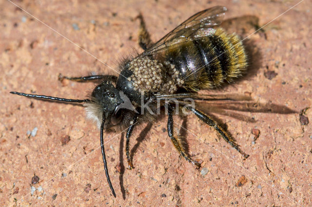 Osmia bicornis