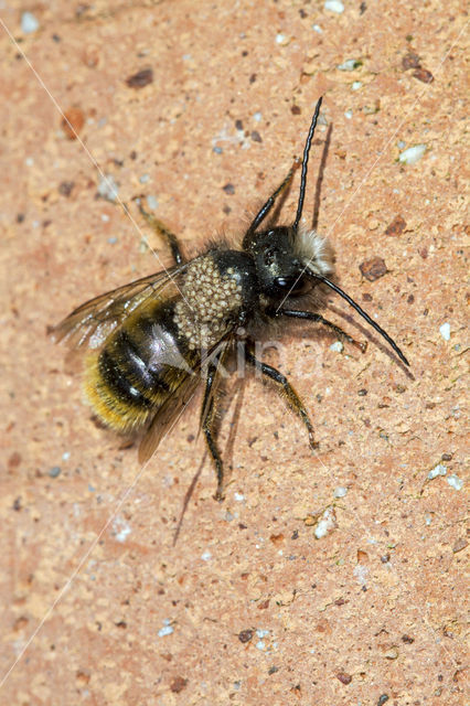Osmia bicornis