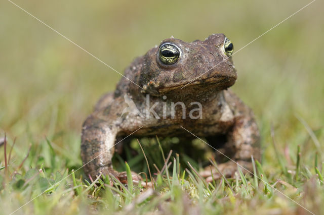 Rugstreeppad (Bufo calamita