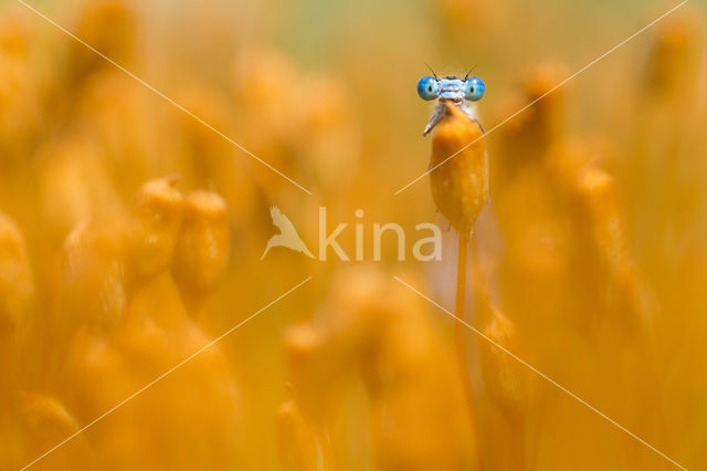 Bristly Haircap (Polytrichum piliferum)