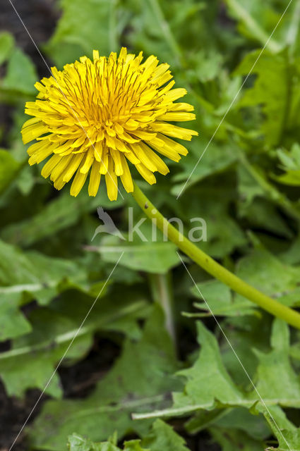 Russische paardenbloem (Taraxacum kok-saghyz)