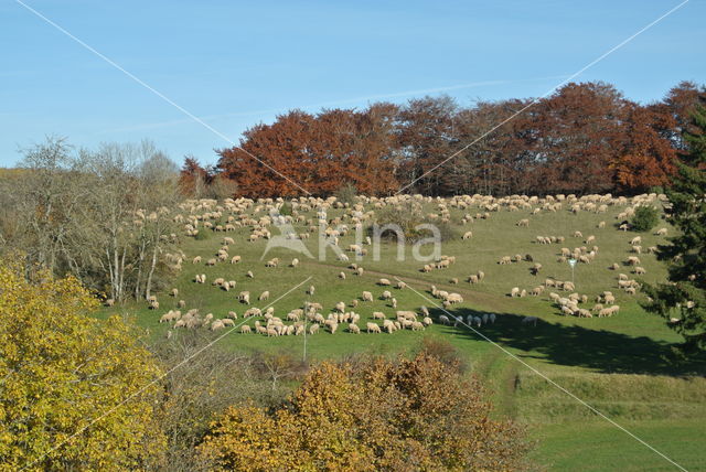 Schaap (Ovis domesticus)