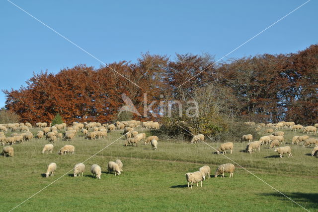 Sheep (Ovis domesticus)