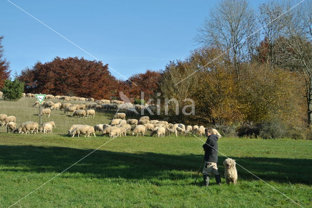 Schaap (Ovis domesticus)