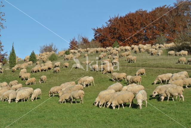 Schaap (Ovis domesticus)