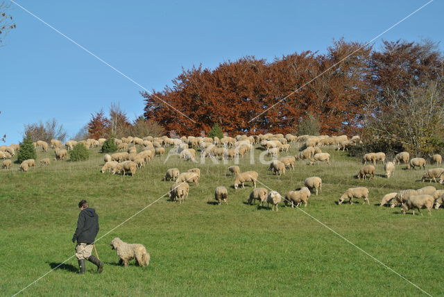 sheep (Ovis spec.)
