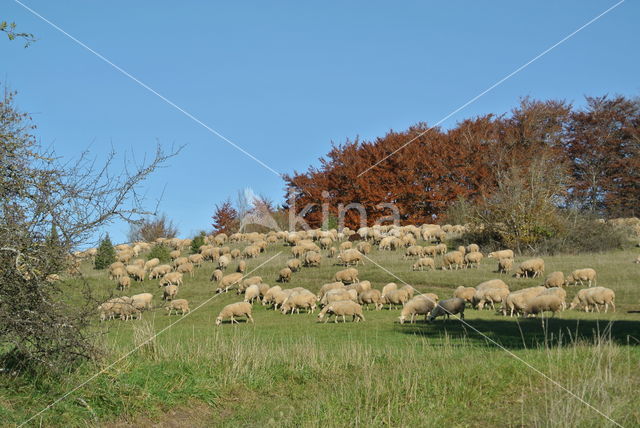 sheep (Ovis spec.)