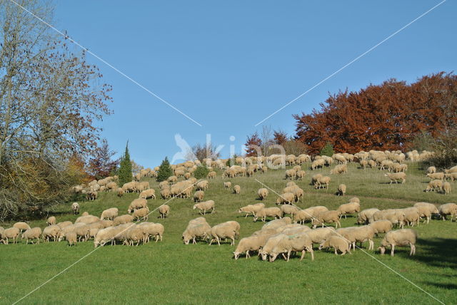 sheep (Ovis spec.)