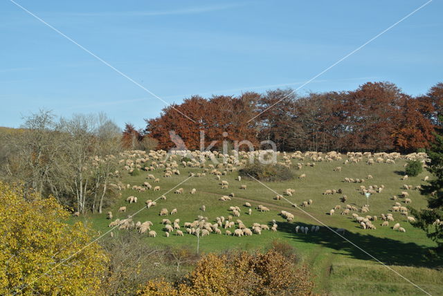 Sheep (Ovis domesticus)
