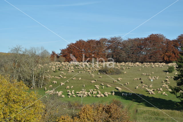 Schaap (Ovis domesticus)