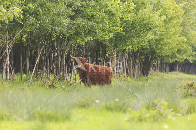 Schotse Hooglander