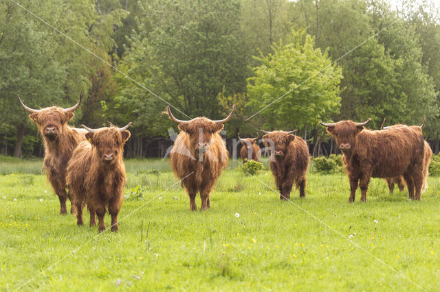 Highland Cow (Bos domesticus)