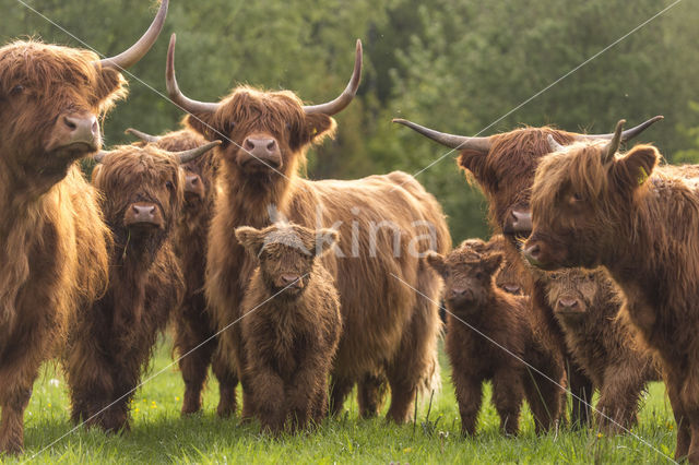 Highland Cow (Bos domesticus)