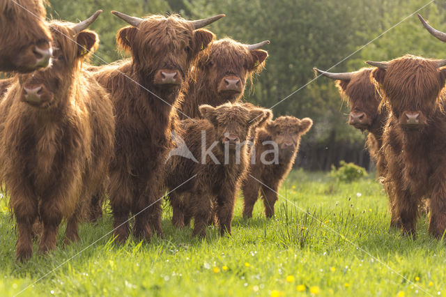 Highland Cow (Bos domesticus)