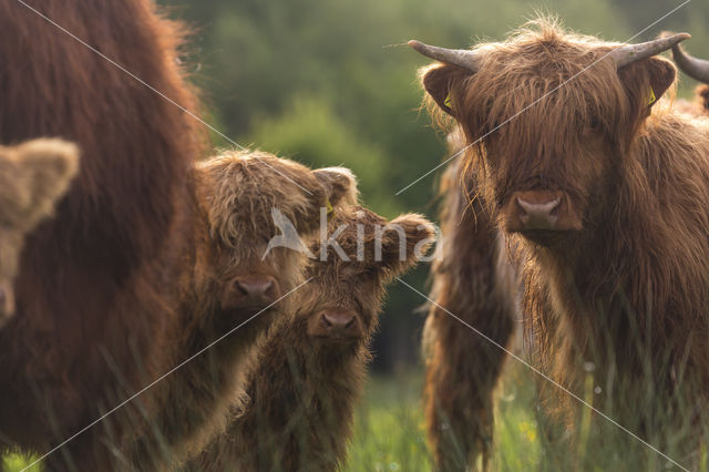 Highland Cow (Bos domesticus)