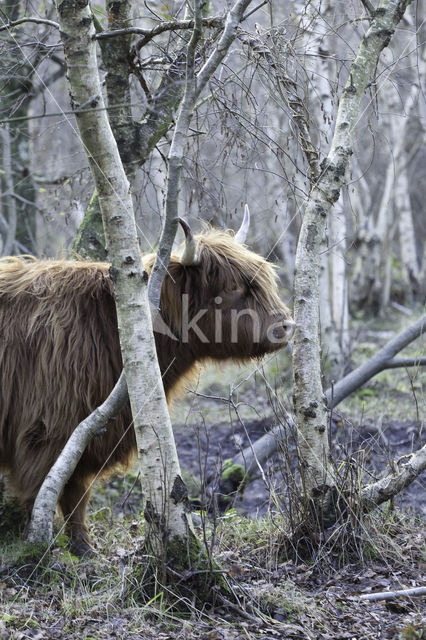 Highland Cow (Bos domesticus)