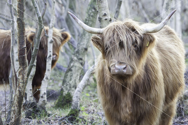 Highland Cow (Bos domesticus)