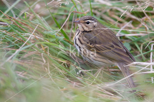 Olive-backed Pipit (Anthus hodgsoni)