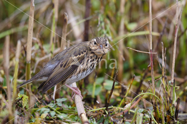 Olive-backed Pipit (Anthus hodgsoni)