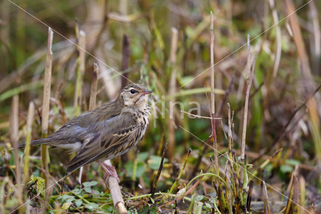 Siberische Boompieper